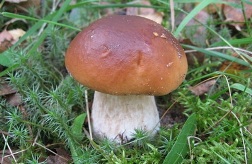 Маринуем белые грибы
