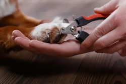 Догляд за лапами та кігтями собаки: основні принципи та найкращі засоби