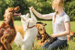 Секреты правильной дрессировки собак: как научить своего питомца основным командам