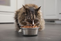 Еда для стерилизованных кошек: особенности и советы