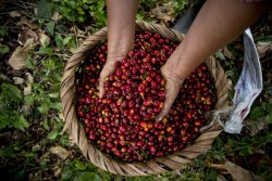 Що потрібно знати про каву з Південної Америки: її переваги