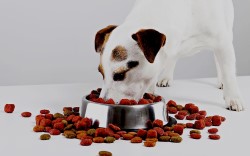 Де можна замовити смачний корм для собаки: корисні поради
