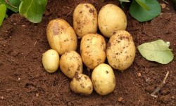 Основні правила посадки насіннєвої картоплі: що треба знати 