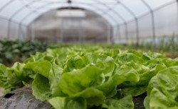 Як вибрати тепличну плівку для вирощування салату