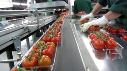 Требования к упаковкам для помидор-черри и технология их производства 
