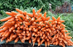 Самостоятельное выращивание моркови: посадка и удобрение растения