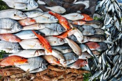 Преимущества оформления заказа рыбы и морепродуктов у компании «Истфуд»