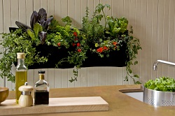 Как подобрать цветы для кухни: какие растения наиболее уместны в данном помещении