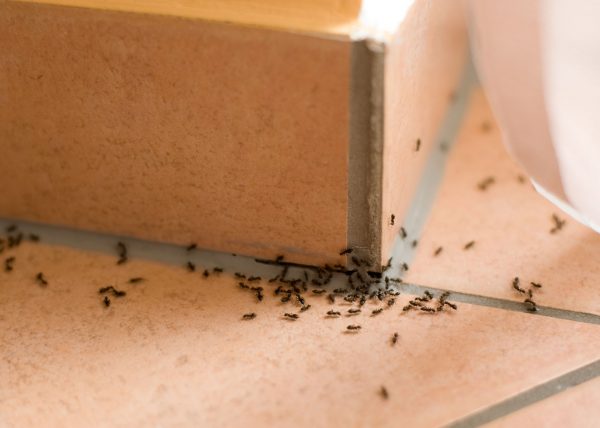 Как избавиться от муравьев на кухне: способы и этапы