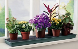 Разновидности комнатных цветов и растений для оформления кухни
