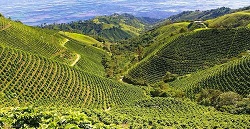 Как выбрать и приготовить зеленый кофе из Колумбии