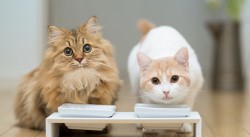 Требования к корму для кошек и правила его приготовления