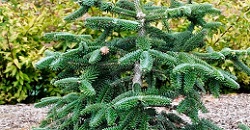 Пихта: полезные свойства и советы по правильной посадке и уходу