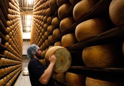 Из каких этапов состоит процесс производства сыра: его особенности 
