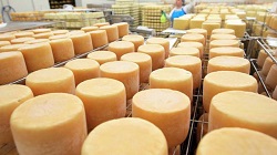 Бизнес на производстве сыра: этапы и преимущества